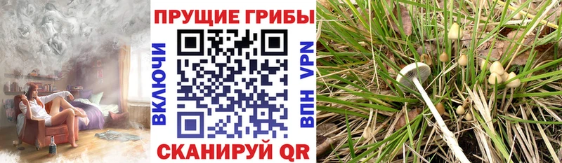 Псилоцибиновые грибы GOLDEN TEACHER  Купить где  Красный Сулин 